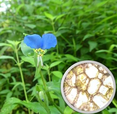 サイエンス教室
気孔をみてみよう