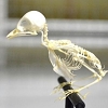 鳥の骨格標本