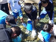 水中観察の様子