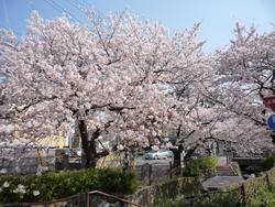 「住吉ざくら」さくら祭り