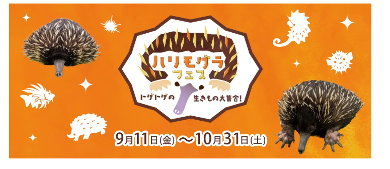 カワスイ 川崎水族館
ハリモグラフェス〜トゲトゲの生きもの大集合！〜