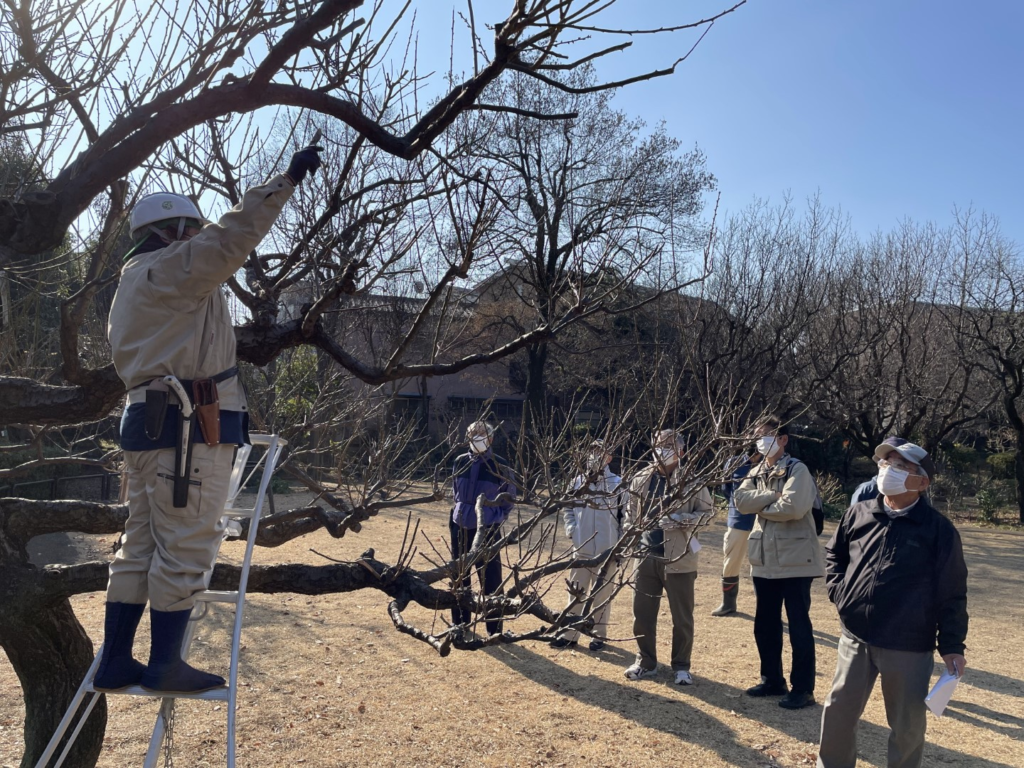 川崎市緑化センター
落葉樹の剪定　～入門編～
