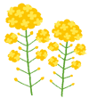 花のイラスト