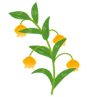 花のイラスト