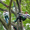 ツリークライミングの写真